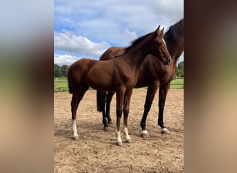 German Sport Horse, Mare, Foal (05/2025), 16 hh, Brown