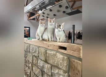 German Sport Horse, Stallion, 1 year