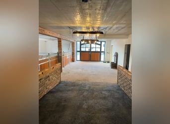 German Sport Horse, Stallion, 1 year