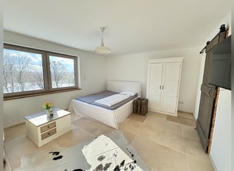 German Sport Horse, Stallion, 1 year