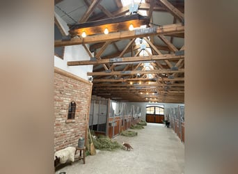 German Sport Horse, Stallion, 1 year