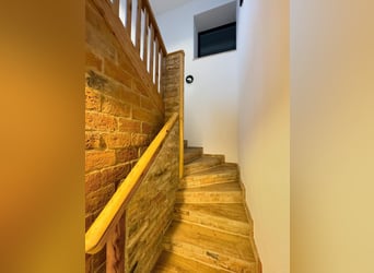 German Sport Horse, Stallion, 1 year