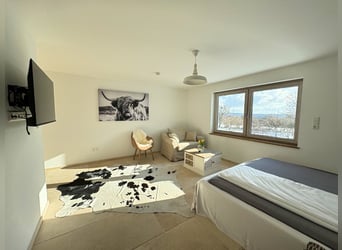 German Sport Horse, Stallion, 1 year