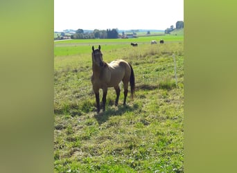 American Quarter Horse, Stallion, 12 years, 14.3 hh, Buckskin