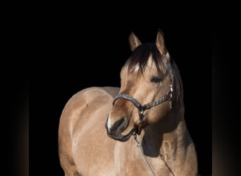 American Quarter Horse, Stallion, 12 years, 14.3 hh, Buckskin