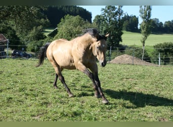 American Quarter Horse, Stallion, 12 years, 14.3 hh, Buckskin