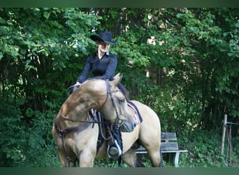 American Quarter Horse, Stallion, 12 years, 14.3 hh, Buckskin