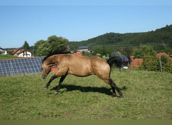 American Quarter Horse, Stallion, 12 years, 14.3 hh, Buckskin