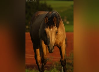 American Quarter Horse, Stallion, 12 years, 14.3 hh, Buckskin