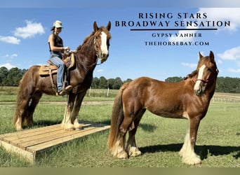 Gypsy Horse, Mare, 5 years, 14 hh, Chestnut