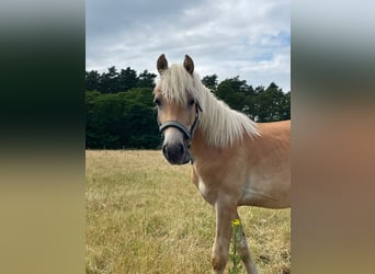 Haflinger, Stallion, 1 year, 14.2 hh Haflinger, Stallion, 1 year, 14.2 hh