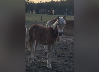 Haflinger, Stallion, 1 year, 14.2 hh Haflinger, Stallion, 1 year, 14.2 hh