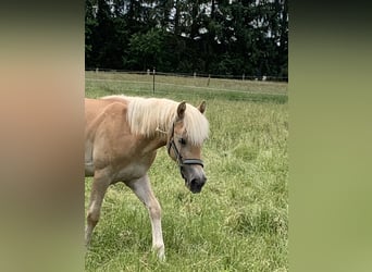 Haflinger, Stallion, 1 year, 14.2 hh Haflinger, Stallion, 1 year, 14.2 hh
