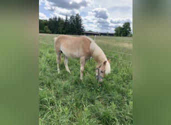Haflinger, Stallion, 1 year, 14.2 hh Haflinger, Stallion, 1 year, 14.2 hh