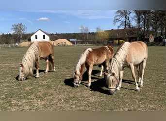 Haflinger, Stallion, 1 year, 14.2 hh Haflinger, Stallion, 1 year, 14.2 hh