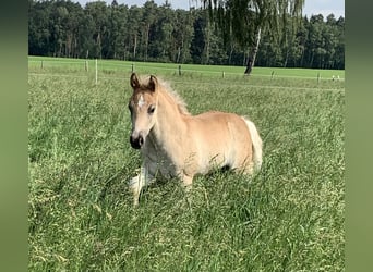 Haflinger, Stallion, 1 year, 14.2 hh Haflinger, Stallion, 1 year, 14.2 hh