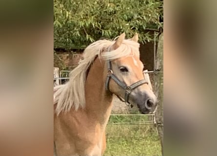 Haflinger, Stallion, 1 year, 14.2 hh Haflinger, Stallion, 1 year, 14.2 hh