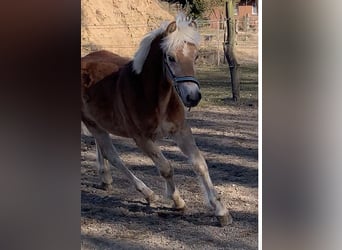 Haflinger, Stallion, 1 year, 14.2 hh Haflinger, Stallion, 1 year, 14.2 hh
