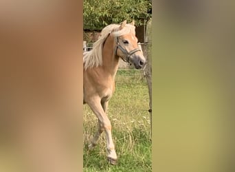 Haflinger, Stallion, 1 year, 14.2 hh Haflinger, Stallion, 1 year, 14.2 hh