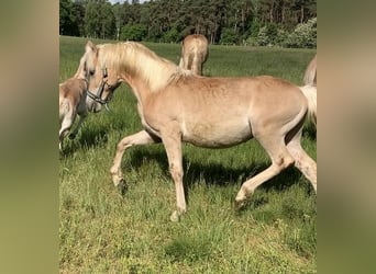 Haflinger, Stallion, 1 year, 14.2 hh Haflinger, Stallion, 1 year, 14.2 hh