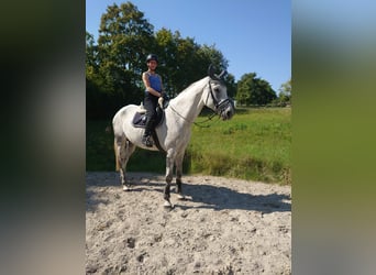 Hanoverian, Gelding, 11 years, 17 hh, Grey Hanoverian, Gelding, 11 years, 17 hh, Grey