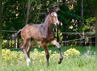 Hanoverian, Gelding, 1 year, 17 hh, Bay-Dark Hanoverian, Gelding, 1 year, 17 hh, Bay-Dark