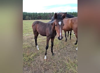 Hanoverian, Gelding, 1 year, 17 hh, Bay-Dark Hanoverian, Gelding, 1 year, 17 hh, Bay-Dark