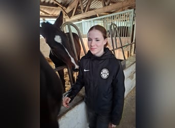 Hanoverian, Gelding, 1 year, 17 hh, Bay-Dark Hanoverian, Gelding, 1 year, 17 hh, Bay-Dark