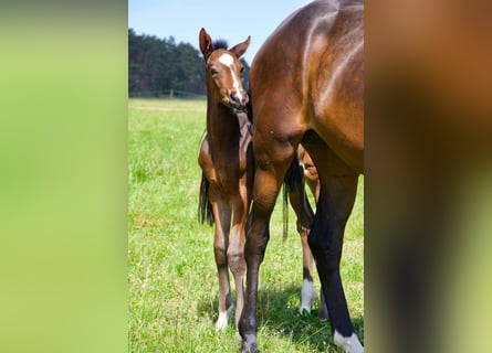 Hanoverian, Gelding, 1 year, 17 hh, Bay-Dark Hanoverian, Gelding, 1 year, 17 hh, Bay-Dark