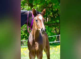 Hanoverian, Gelding, 1 year, 17 hh, Bay-Dark Hanoverian, Gelding, 1 year, 17 hh, Bay-Dark