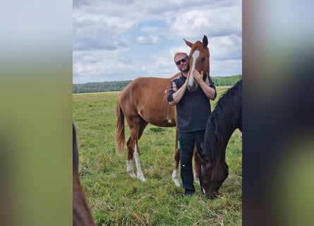 Hanoverian, Mare, 2 years, 16.2 hh, Bay-Dark Hanoverian, Mare, 2 years, 16.2 hh, Bay-Dark