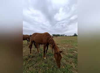 Hanoverian, Mare, 3 years, 16.1 hh, Chestnut-Red Hanoverian, Mare, 3 years, 16.1 hh, Chestnut-Red