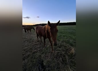 Hanoverian, Mare, 3 years, 16.1 hh, Chestnut-Red Hanoverian, Mare, 3 years, 16.1 hh, Chestnut-Red