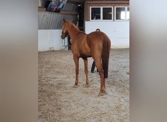 Hanoverian, Mare, 3 years, 16.1 hh, Chestnut-Red Hanoverian, Mare, 3 years, 16.1 hh, Chestnut-Red