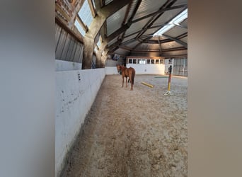 Hanoverian, Mare, 3 years, 16.1 hh, Chestnut-Red Hanoverian, Mare, 3 years, 16.1 hh, Chestnut-Red