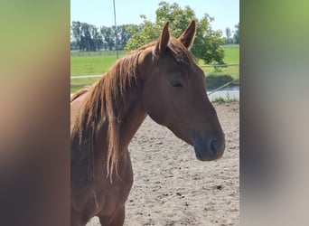 Hanoverian, Mare, 3 years, 16.1 hh, Chestnut-Red Hanoverian, Mare, 3 years, 16.1 hh, Chestnut-Red