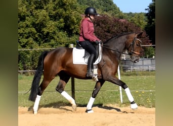 Hanoverian, Mare, 3 years, 16 hh, Brown Hanoverian, Mare, 3 years, 16 hh, Brown