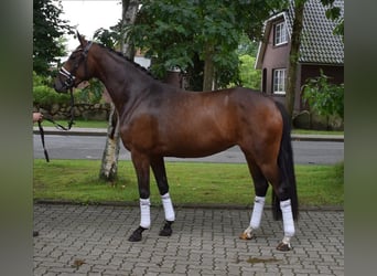 Hanoverian, Mare, 3 years, 16 hh, Brown Hanoverian, Mare, 3 years, 16 hh, Brown
