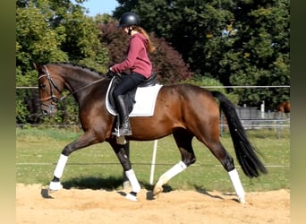 Hanoverian, Mare, 3 years, 16 hh, Brown Hanoverian, Mare, 3 years, 16 hh, Brown