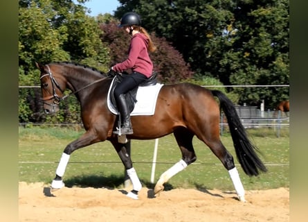 Hanoverian, Mare, 3 years, 16 hh, Brown Hanoverian, Mare, 3 years, 16 hh, Brown