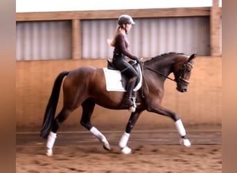 Hanoverian, Mare, 3 years, 16 hh, Brown Hanoverian, Mare, 3 years, 16 hh, Brown