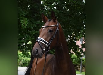 Hanoverian, Mare, 3 years, 16 hh, Brown Hanoverian, Mare, 3 years, 16 hh, Brown