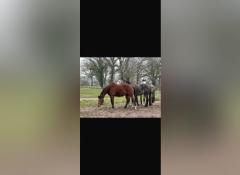 Hanoverian, Mare, 6 years, 16.1 hh, Brown