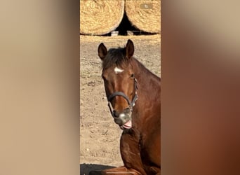 Hanoverian, Mare, 6 years, 16.1 hh, Brown