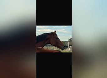 Hanoverian, Mare, 6 years, 16.1 hh, Brown