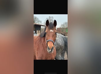 Hanoverian, Mare, 6 years, 16.1 hh, Brown