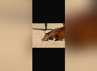 Hanoverian, Mare, 6 years, 16.1 hh, Brown