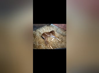 Hanoverian, Mare, Foal (04/2025), 16.1 hh, Brown