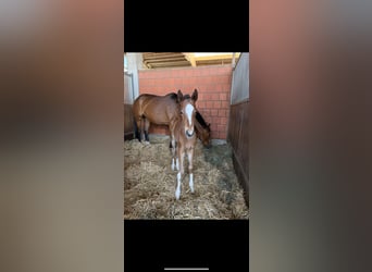 Hanoverian, Mare, Foal (04/2025), 16.1 hh, Brown
