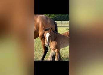 Hanoverian, Mare, Foal (04/2025), 16.1 hh, Brown